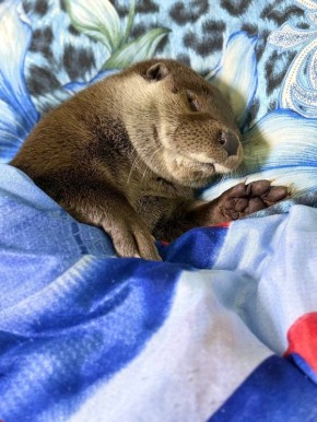 ����� �� ��������: ���� ��� ����� �����-�����