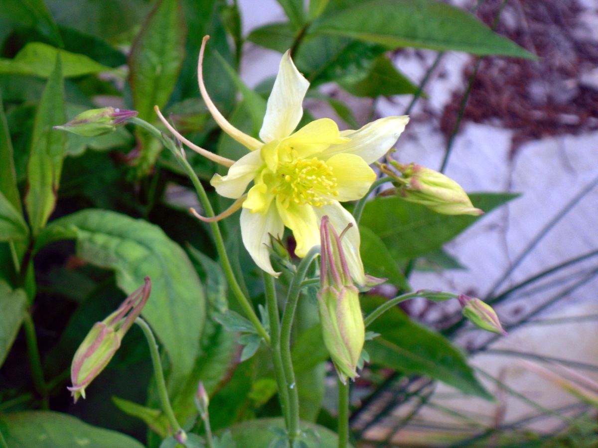 Аквилегии: как создать цветущий уголок на вашем участке