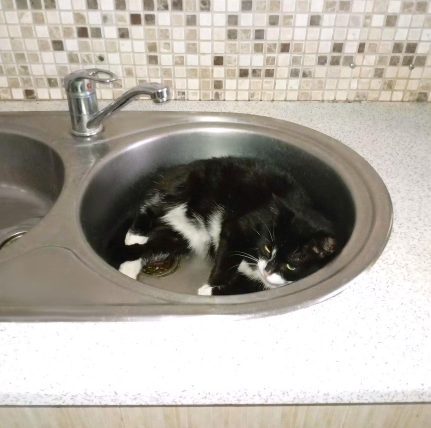 Пожарные из поселка Первоманск показали своего пушистого сотрудника Пожарные из поселка Первоманск показали своего пушистого сотрудника