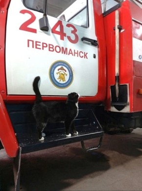 Пожарные из поселка Первоманск показали своего пушистого сотрудника