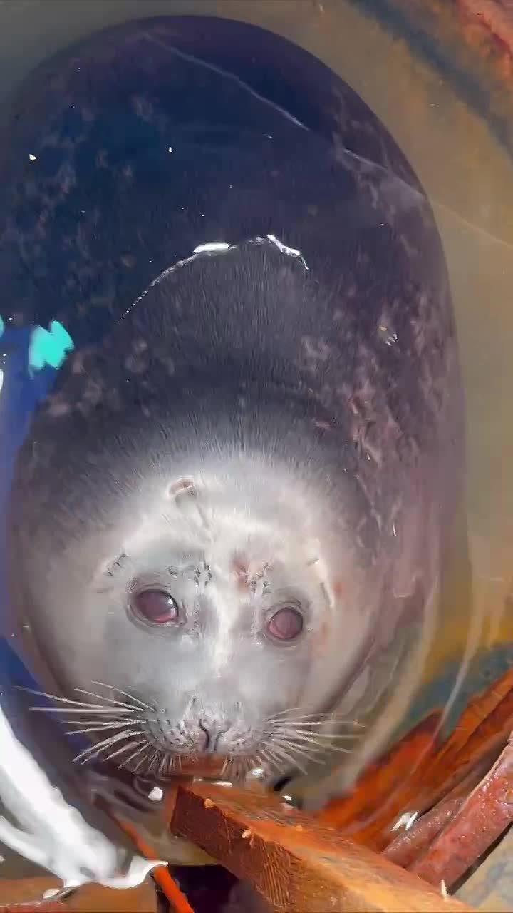 Спящую в футштоке нерпу видели?