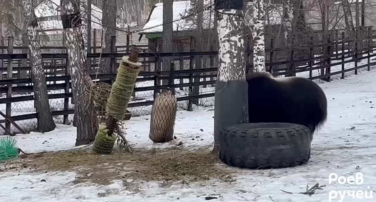 Доброе утро!. Ну посмотрите на этого «крошку»! Весит всего-то как пара холодильников, а грация — как у горной лани (если бы лань была бронированным танком) Деликатный арктический цветочек Таймыр решил немного поиграть