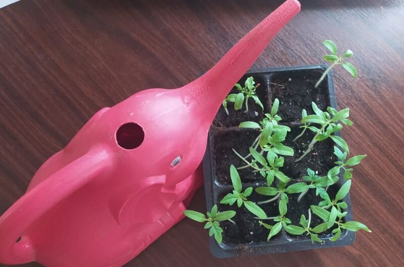 Как поливать рассаду томатов: советы для успешного роста