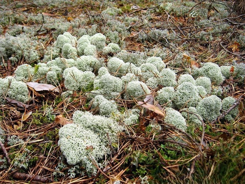 Экзотические напитки: Путешествие по вкусовым традициям народов мира