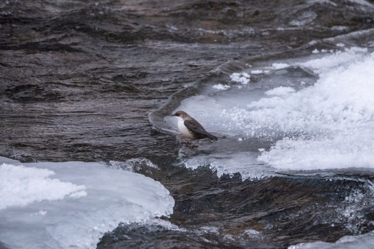 POV: начальник наругался и ты стоишь такой задумчивый как птичка из Саяно-Шушенского заповедника