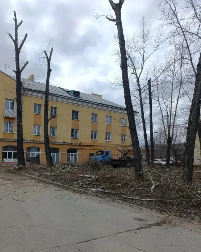 На открытой встрече с главой Красноярска Сергеем Верещагиным жители Ленинского района просили помочь с проведением обрезки деревьям