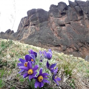 Хотите собрать букетик первоцветов на прогулке? Осторожно: милый жест может стоить вам денег!