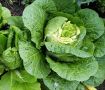 Получение двух урожая пекинской капусты: весенний и летний подход
