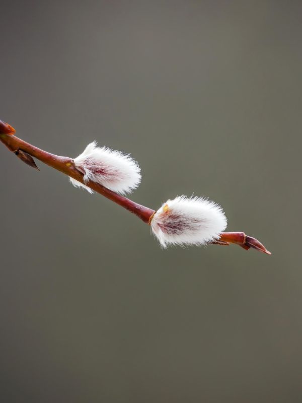 ������� �����������. ����: ����� ������������