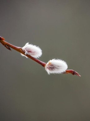 ������� �����������. ����: ����� ������������