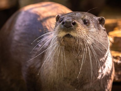 ���������� ����� �� �������� ������ ������ ����������� ������� ����