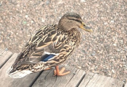 ������������ ������ ���� ����������� �� ������� ������