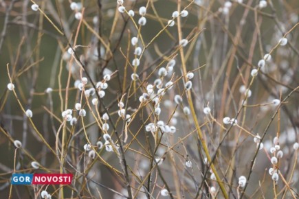 ������� Gornovosti ������: ������ ���������, ����� ������, ������������� ����� � ����� ��������