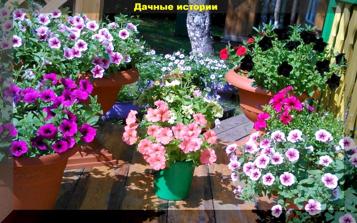 Размножение петуний черенками: проще, чем вы думали