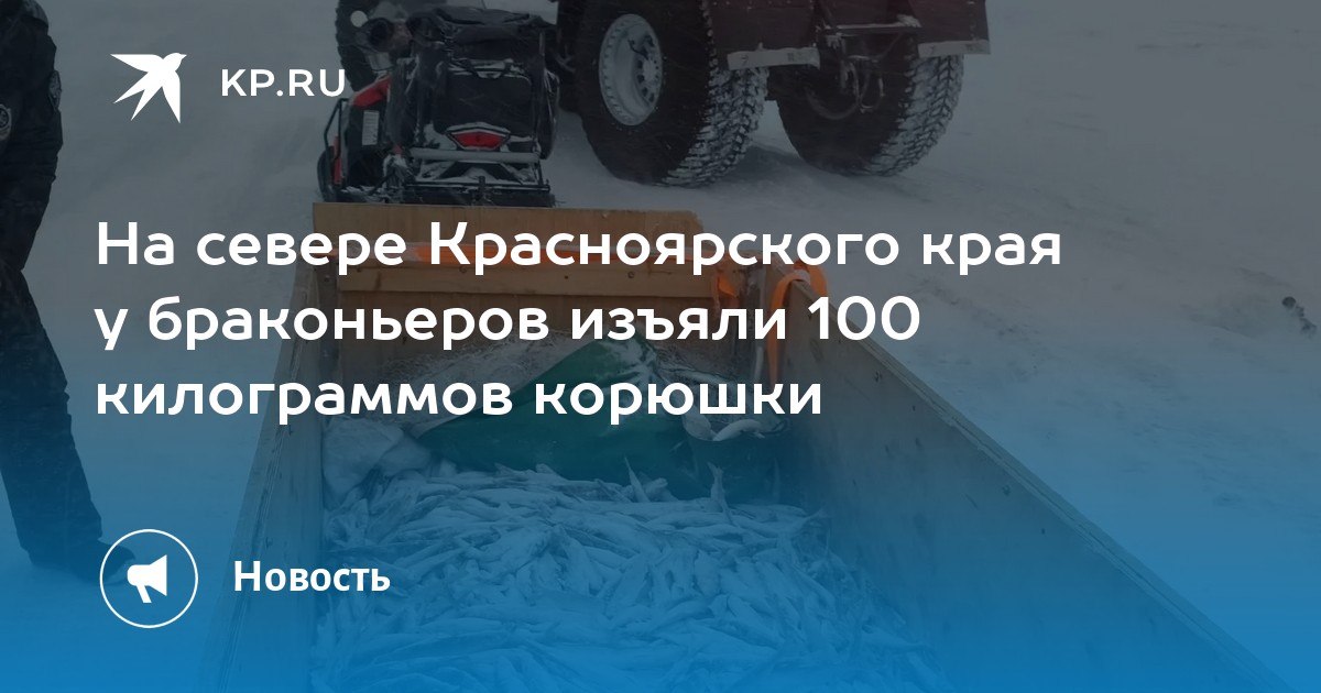 На севере Красноярского края у браконьеров изъяли 100 килограммов корюшки и два муксуна На севере Красноярского края у браконьеров изъяли 100 килограммов корюшки и два муксуна