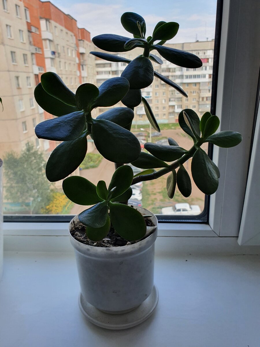 Мудрость бабушкиного сада: как мама-пенсионерка разводит кактусы с юмором и любовью