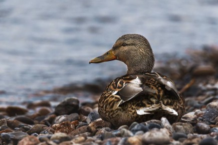 Пернатые в объективе Алексея Локотькова