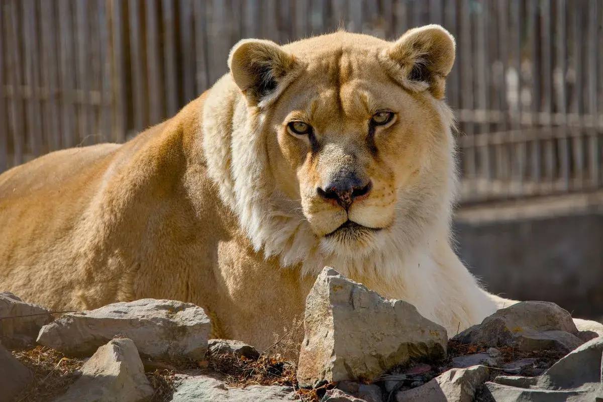 Абаканский зоопарк перешёл на летний режим работы