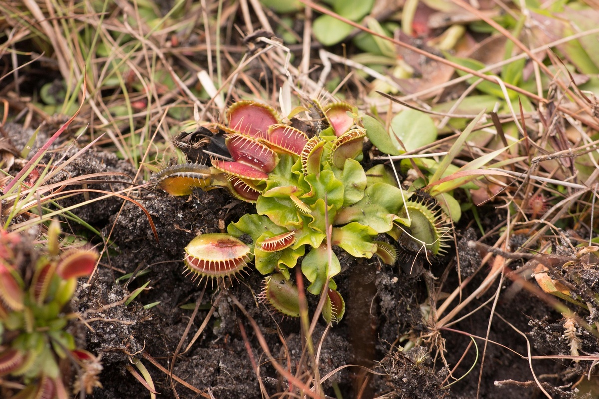 Зимовка хищных растений в саду: когда она реально работает