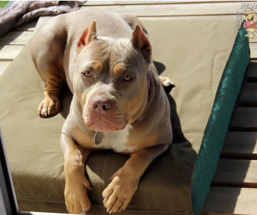 Выходные на даче: знакомство с необычными питомцами и цветами лета