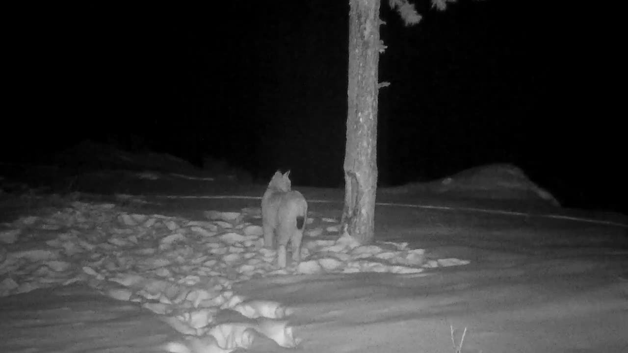 Ночную прогулку рыси показали в Саяно-Шушенском заповеднике