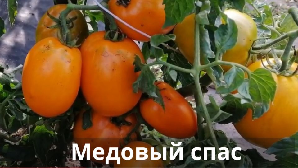 ��������� ����� �������: ������ ���� ���� �� ����� �������