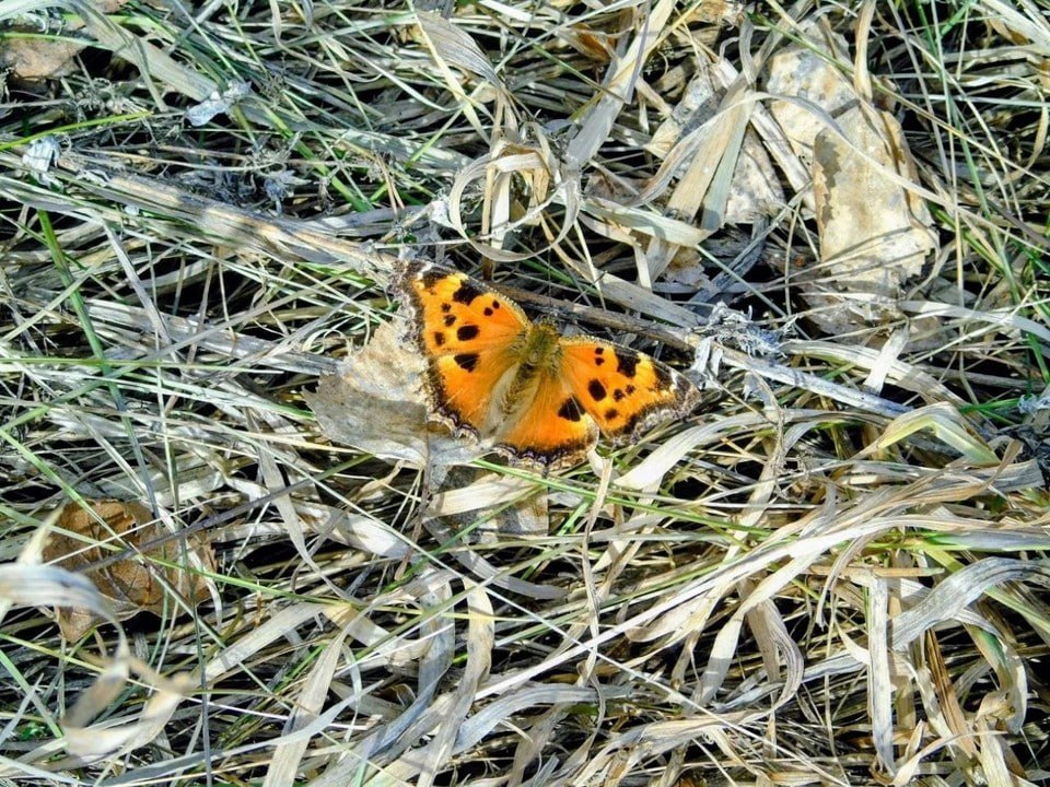 На юге Красноярского края проснулись бабочки