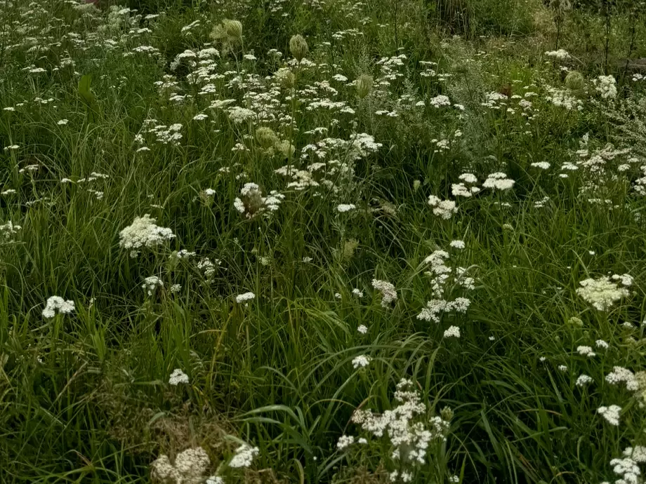 Как зелень помогает укрепить наш иммунитет