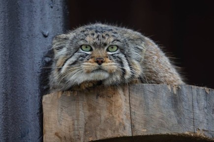 ����� ����� + ������� =. ������ ������������� ����, ��� ������ � ��� ������ ����� ��������� ����