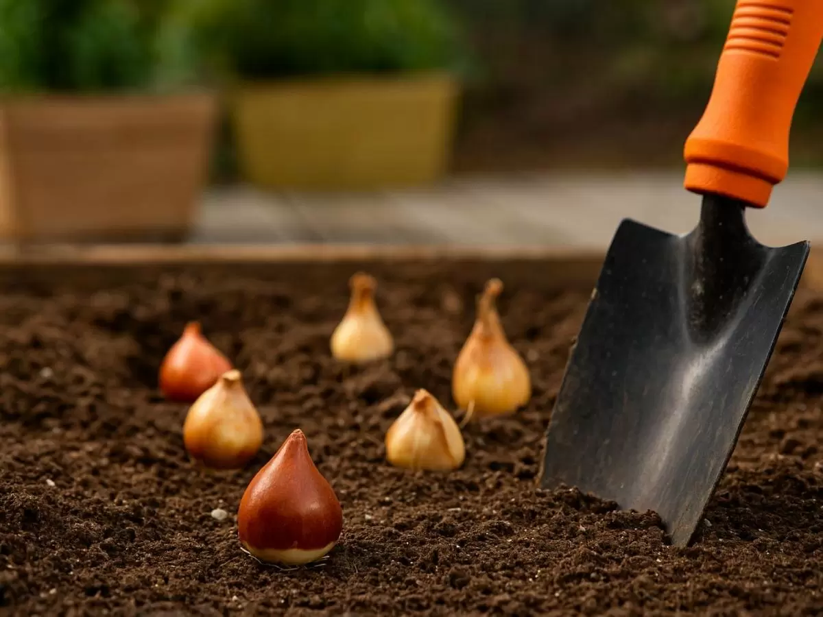 Секреты правильной посадки тюльпанов: полный гид для начинающих садоводов