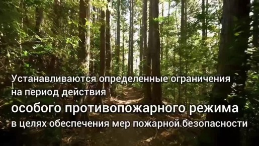 «Шашлык — за решётку, лес — в золу»: почему ваша спичка может стать последней