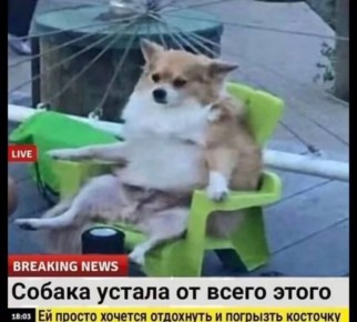 Доброе утро!. Главный заголовок дня: «Собака устала и просто хочет отдохнуть, и мы, честно говоря, тоже»