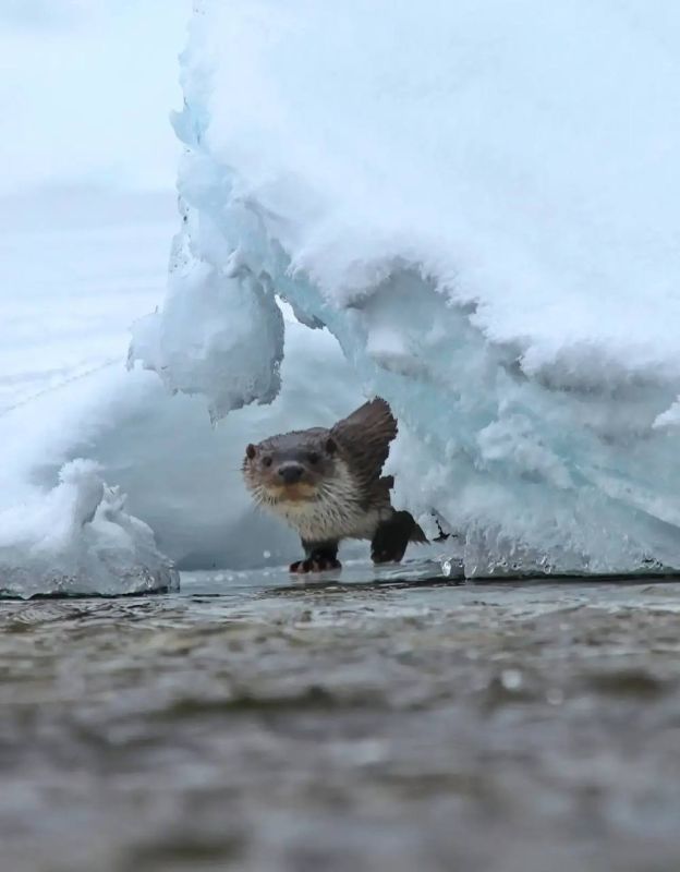 �������� �� �������������� ������������� �����