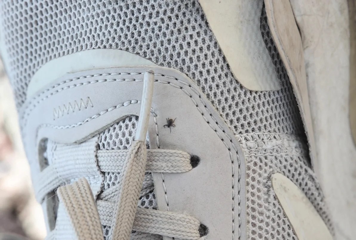 За неделю клещи укусили 29 жителей Красноярского края