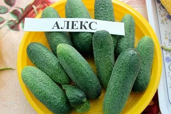 Огурцы Алекс: как добиться отличного урожая на вашем участке