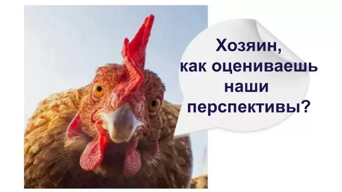 Дачные мечты: Как городские жители сталкиваются с реальностью разведения животных