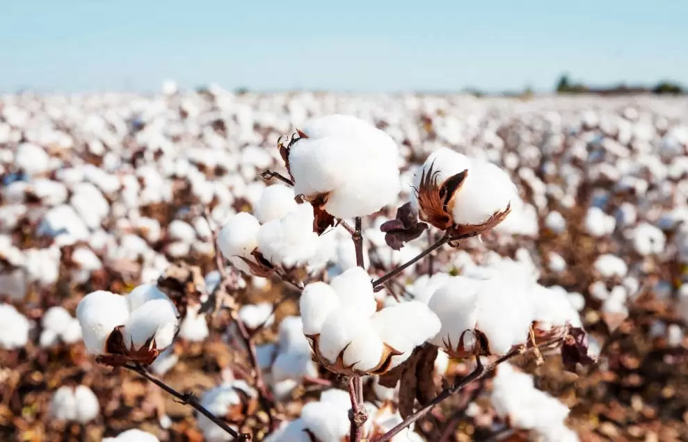 Хлопок: Эко-сумки, которые наносят ущерб природе