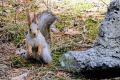 Вот так выглядит белка, которая пытается понять логику туристов в минусинском бору