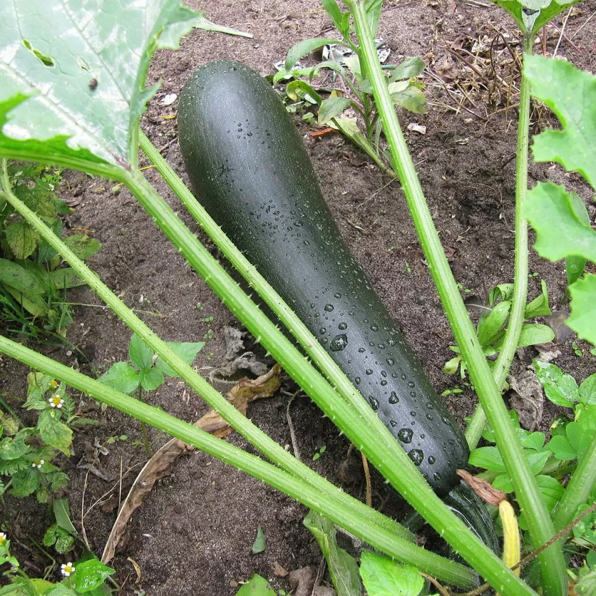 Как удобрять кабачки для богатого урожая