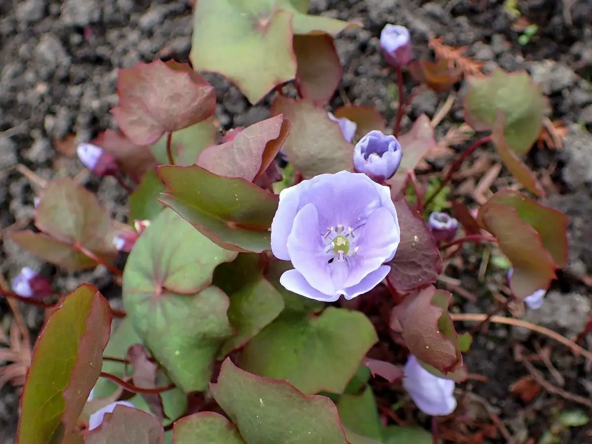 Джефферсония в тенистом уголке: декоративность на весь сезон