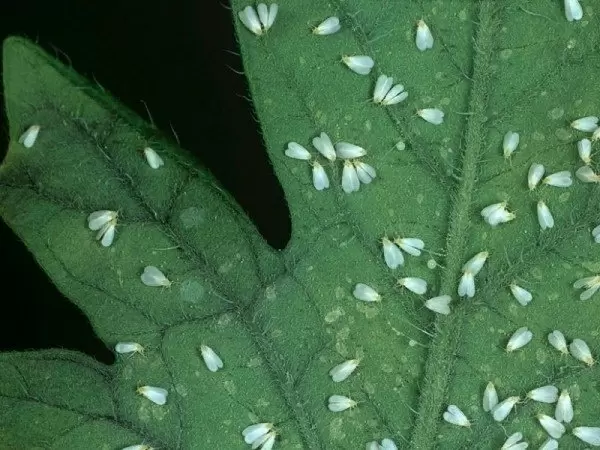 Эффективные стратегии борьбы с вредителями на рассаде