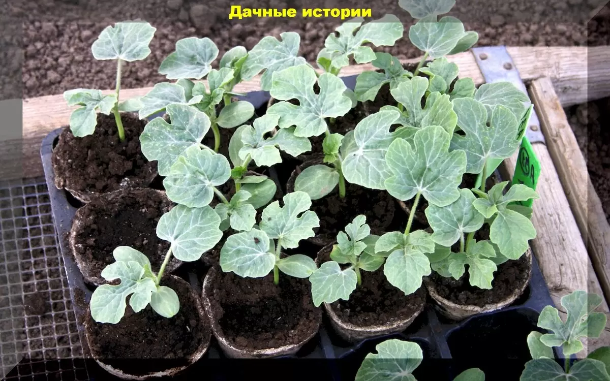 Как вырастить сладкие арбузы: секреты успеха для огородников