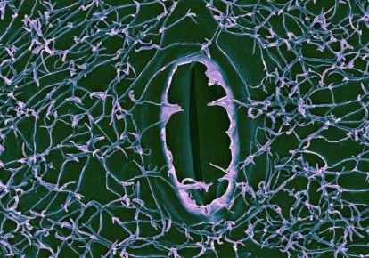 ����� ��������� ����?