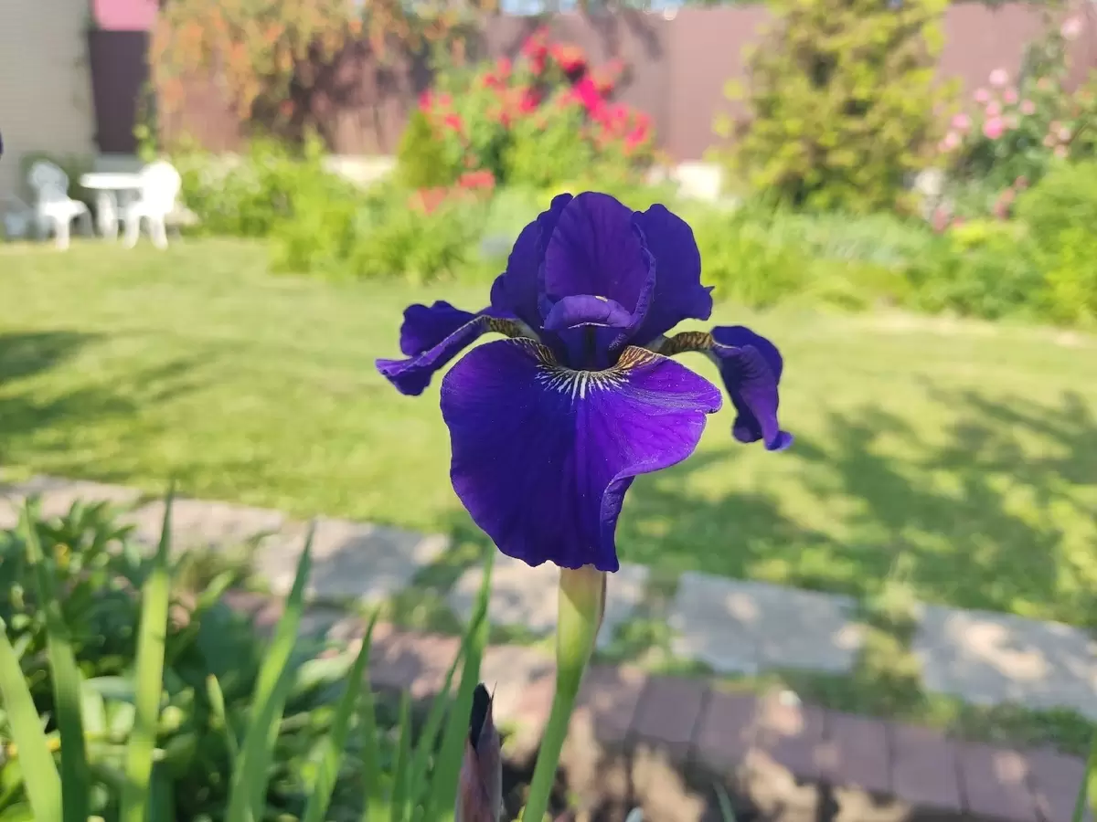 Проходя сквозь синий сад: шестая симфония лета