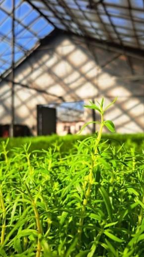 Зелёный ковёр в теплице УЗС