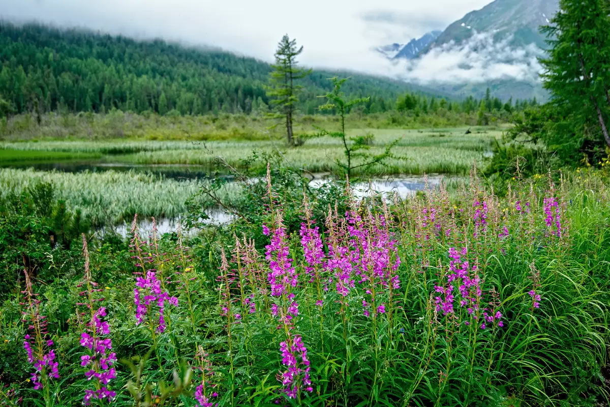 Байкальский чай: уникальное сокровище сибирской природы