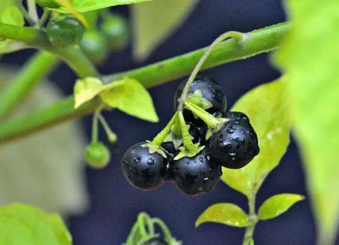 Картофельное дерево: тайны экзотического куста с ядовитыми ягодами