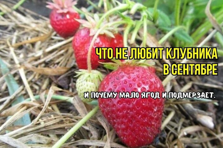������������ ��������: �������� ������, ������� ����� � �������� �����������