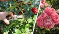Обрезка роз: секреты, которые продлят цветение