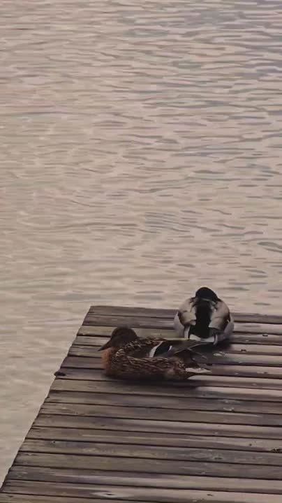 ����� ���� � ���������, �� ��� �������, ��� ����� �� ����� ����� ����� � ����� �������